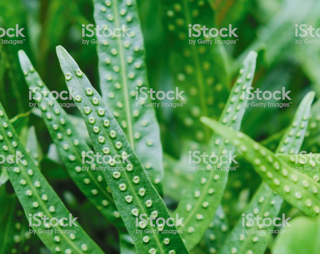 🔥 Free download The Wart Fern Of Hawaii Or Mailescented Fern Green 