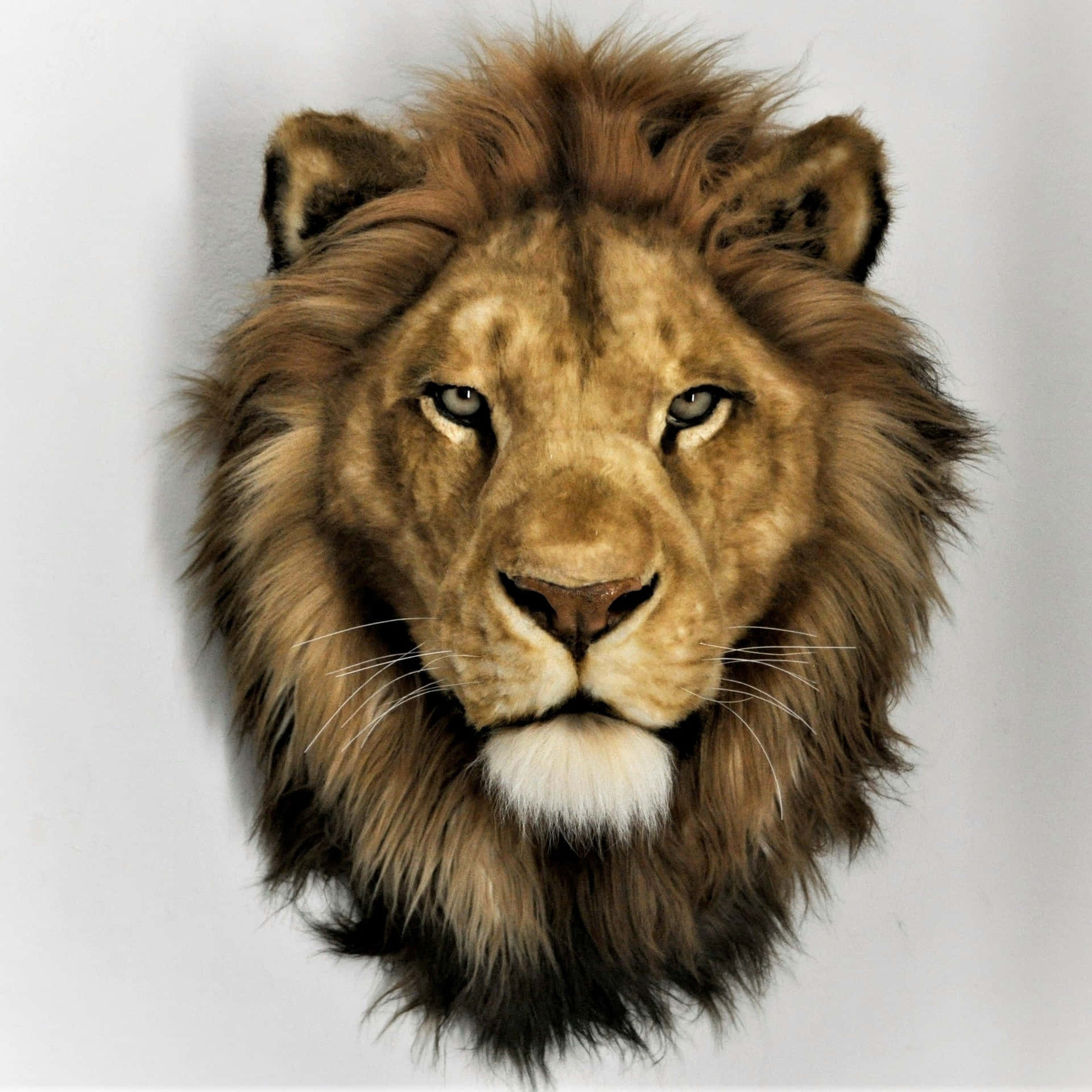 Majestic Lion Head Portrait Wallpaper