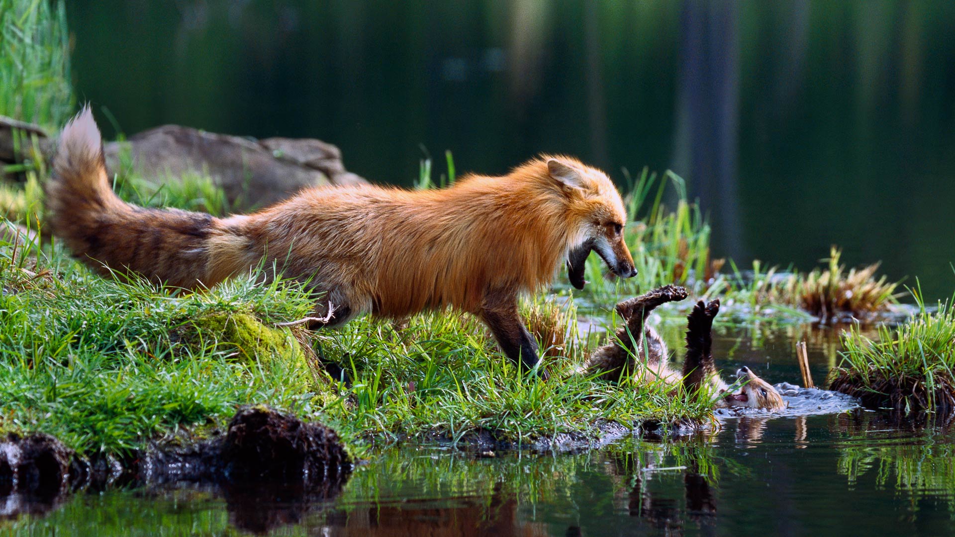 Red Fox Mother Play Fighting With Kit Konrad Wothe Minden Pictures
