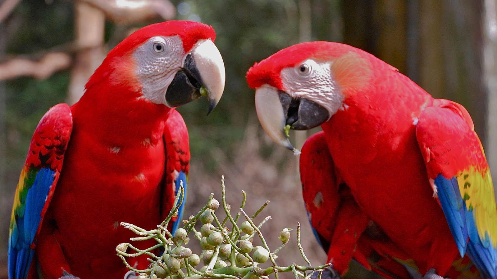 Macaw Parrot Red Colour Exotic Wallpaper   SA Wallpapers