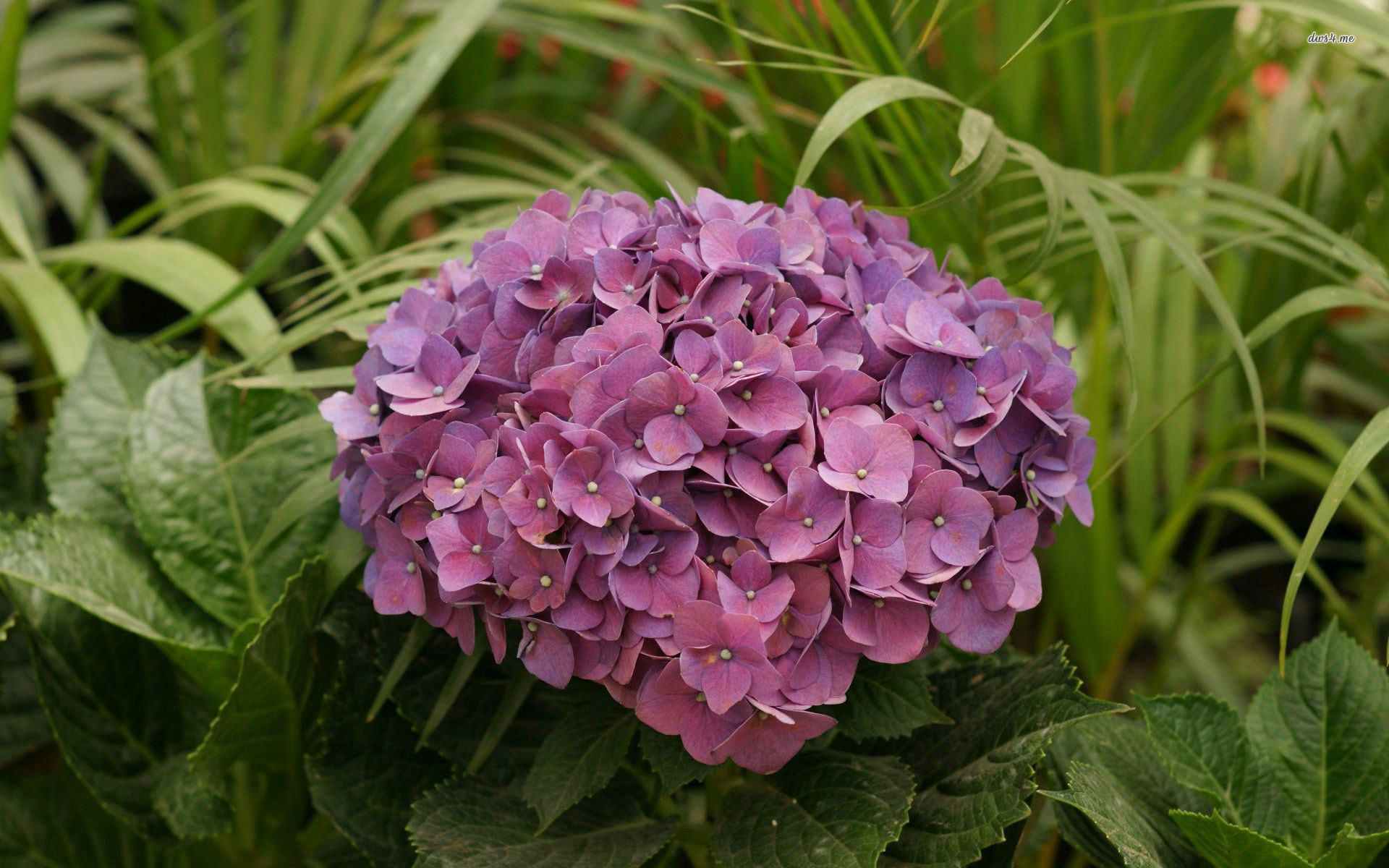 Hydrangea Wallpaper Flower