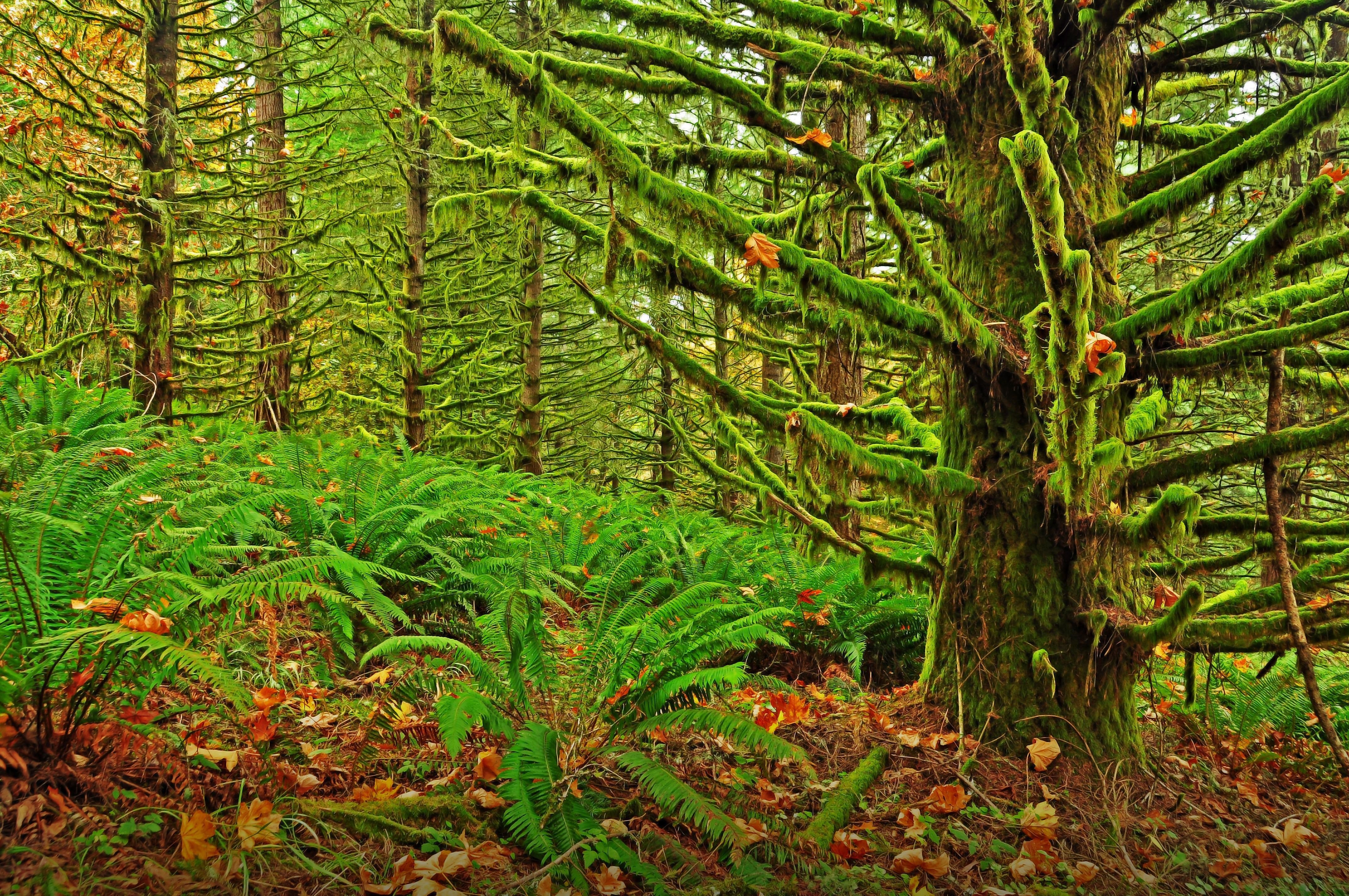 Eugene Oregon Moshisty Forest Landscape Moss Fern Wallpaper Background