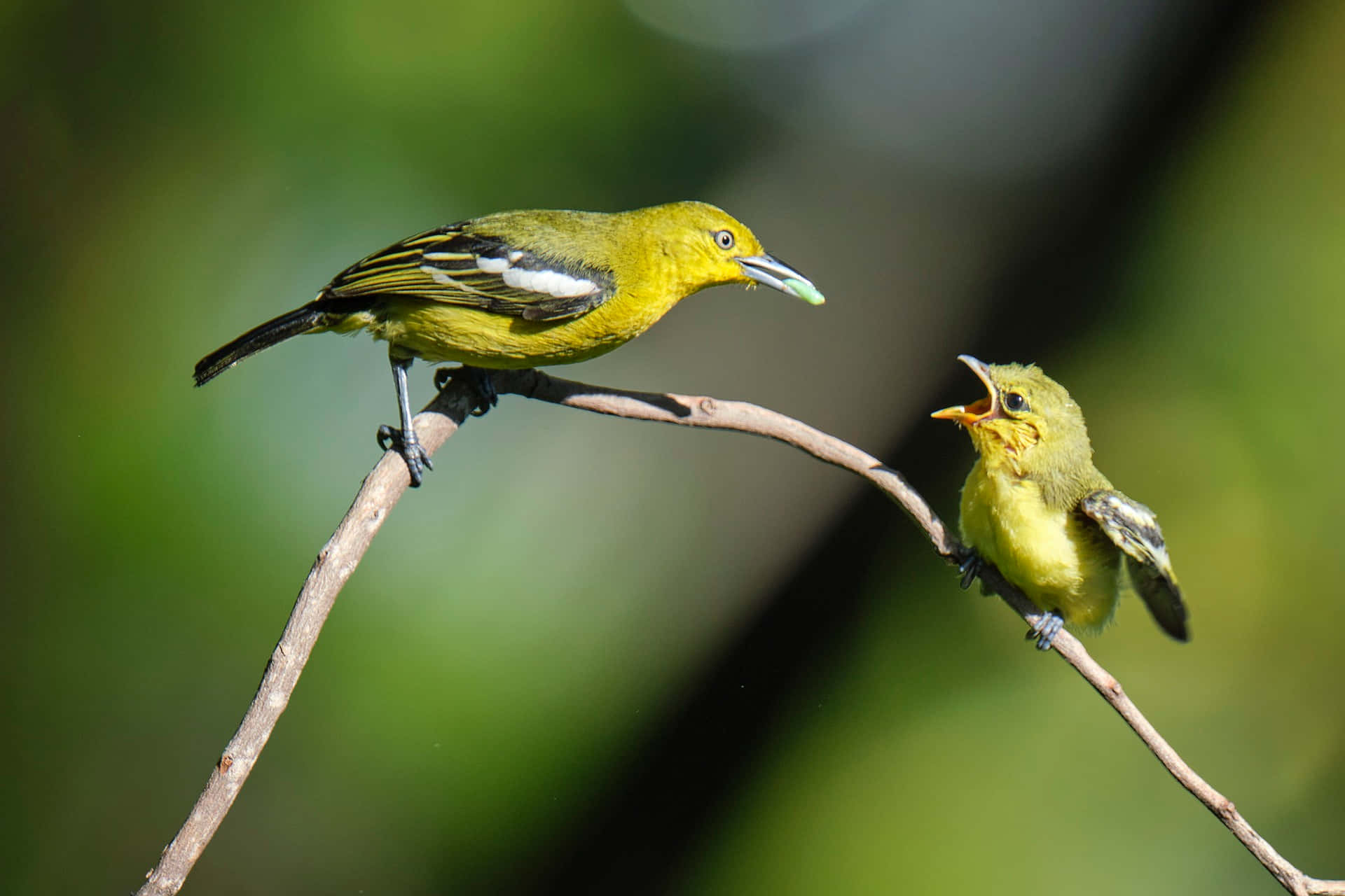 Mother Bird Wallpaper