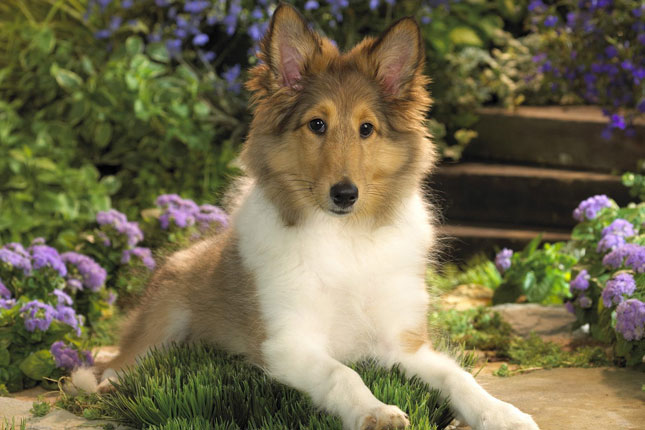  Sheepdog   Sheltie Puppies for Sale from Reputable Dog Breeders 645x430