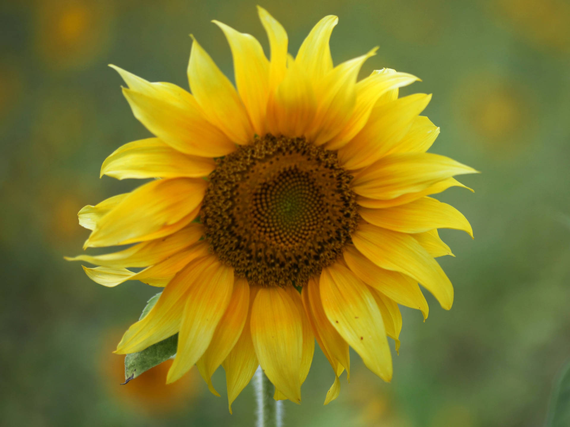 A Field Of Sunflowers Roses Wallpaper