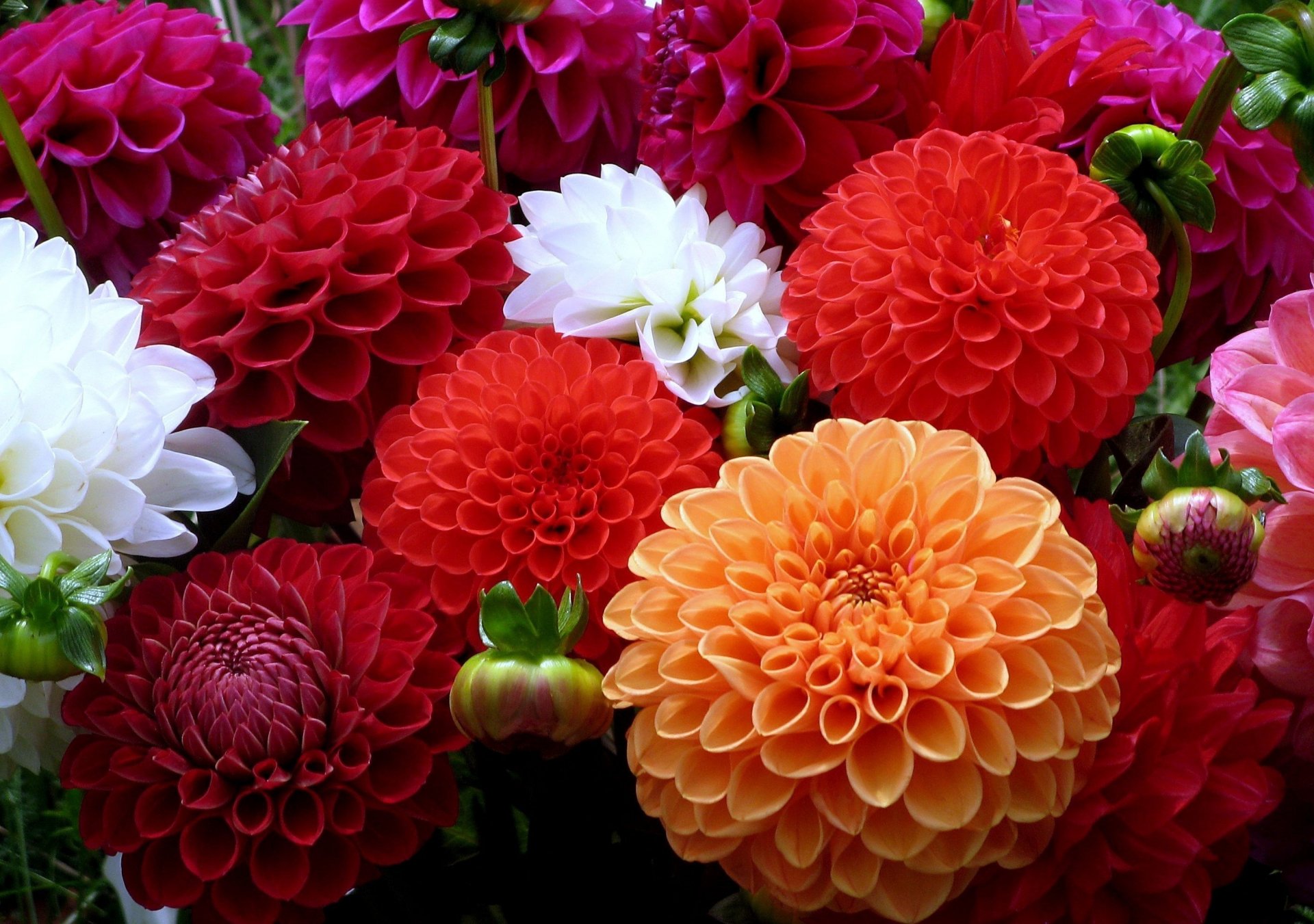 Vibrant Dahlia Delight Wallpaper