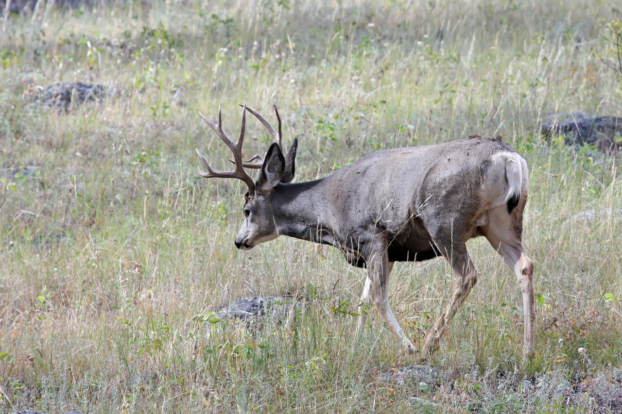 Mule Deer Buck Delfour Gdelfour Photos Usnp Rocky