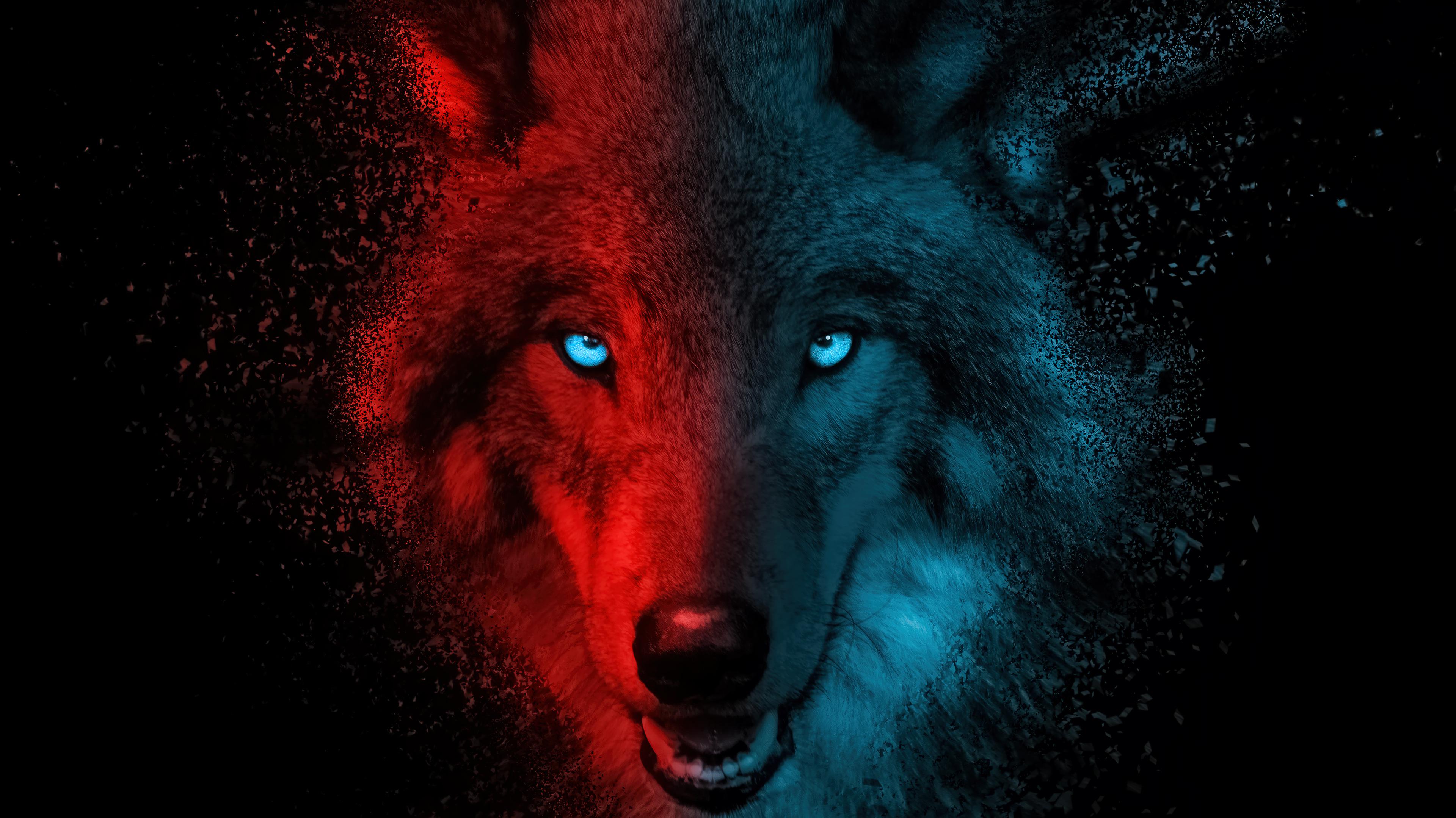Wolf Dark Background 4k Wallpaper iPhone HD Phone 4930f