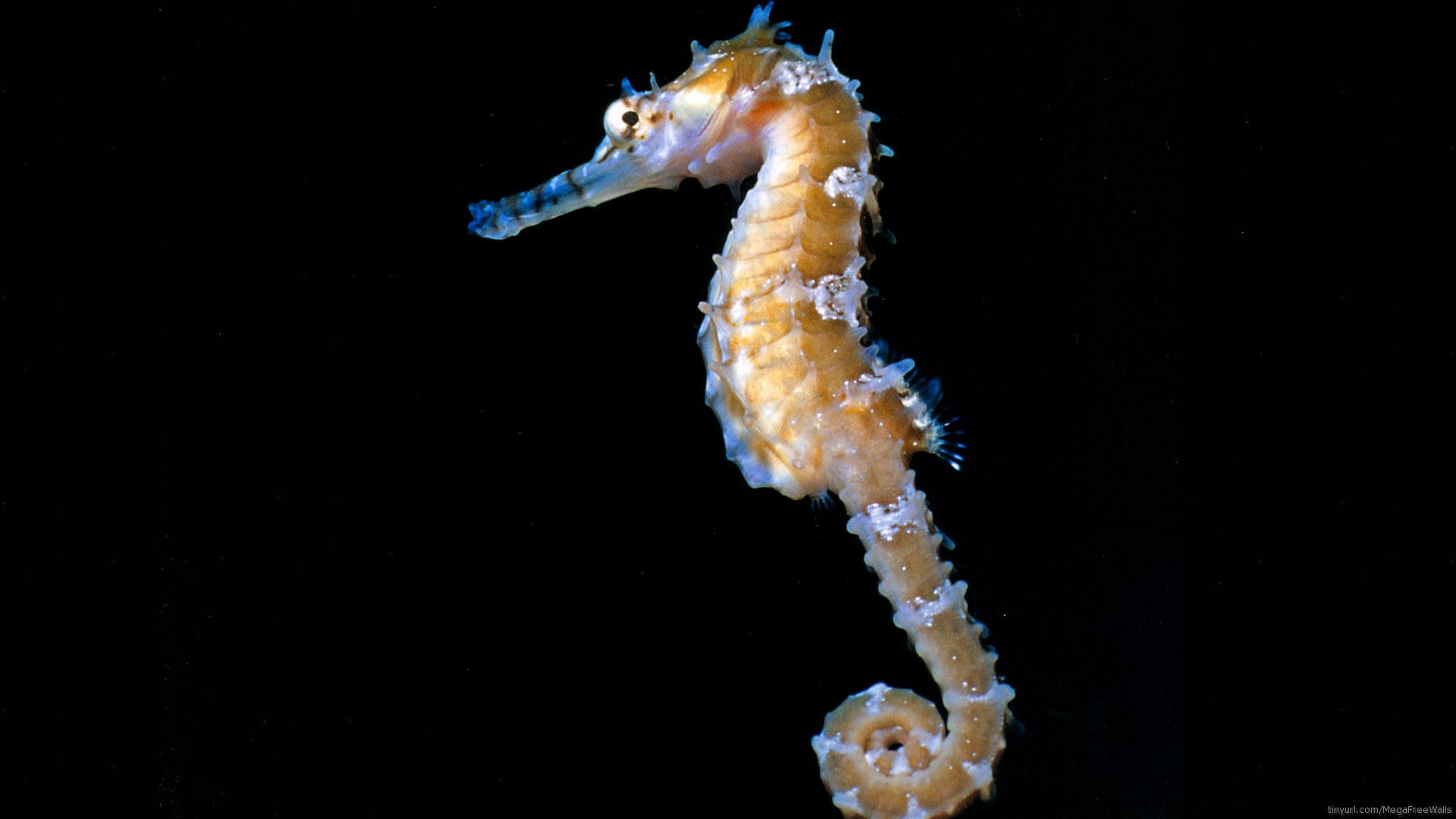 Seahorse Full HD Wallpaper And Background Id