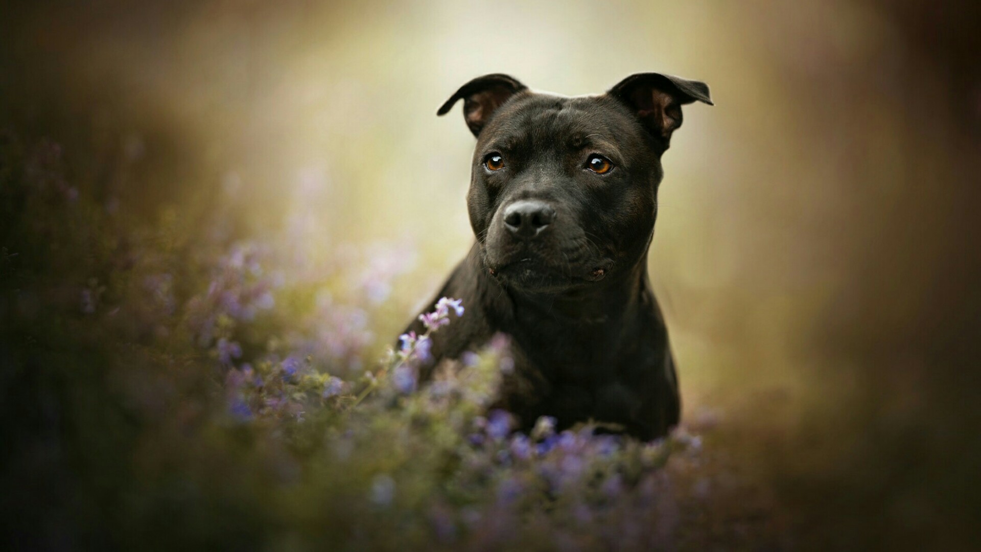 American Staffordshire Terrier Wallpaper Online Puzzle