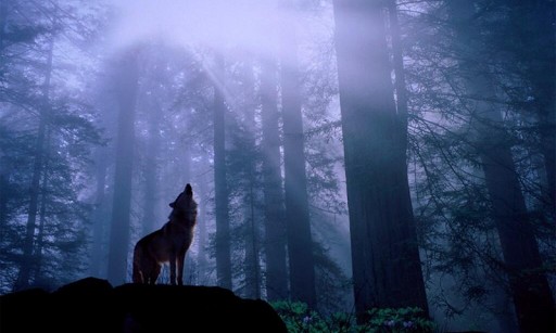 HD Wolf Background This Is An Amazing Collection Of Beautiful