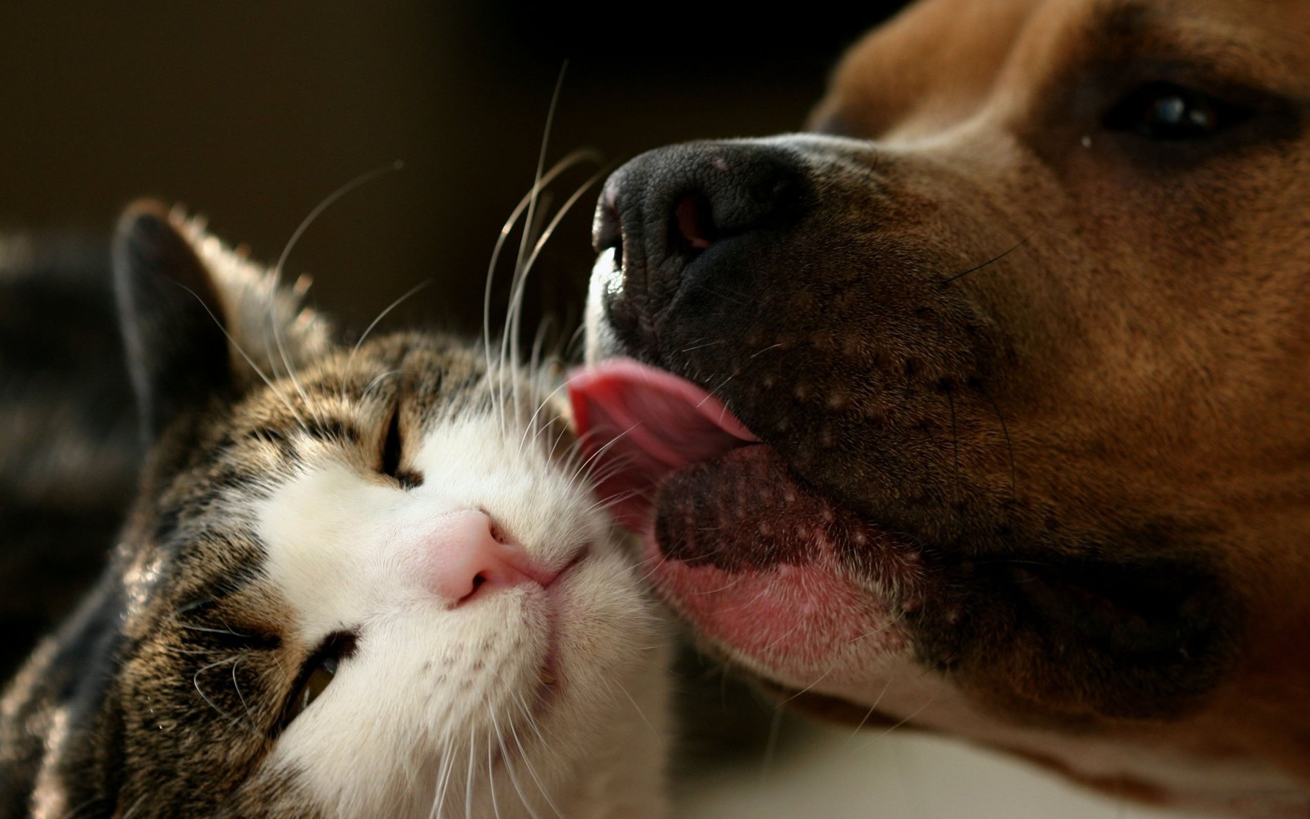  HQ Why We Love Cats And Dogs 2560x1600 Wallpaper   HQ Wallpapers 2560x1600