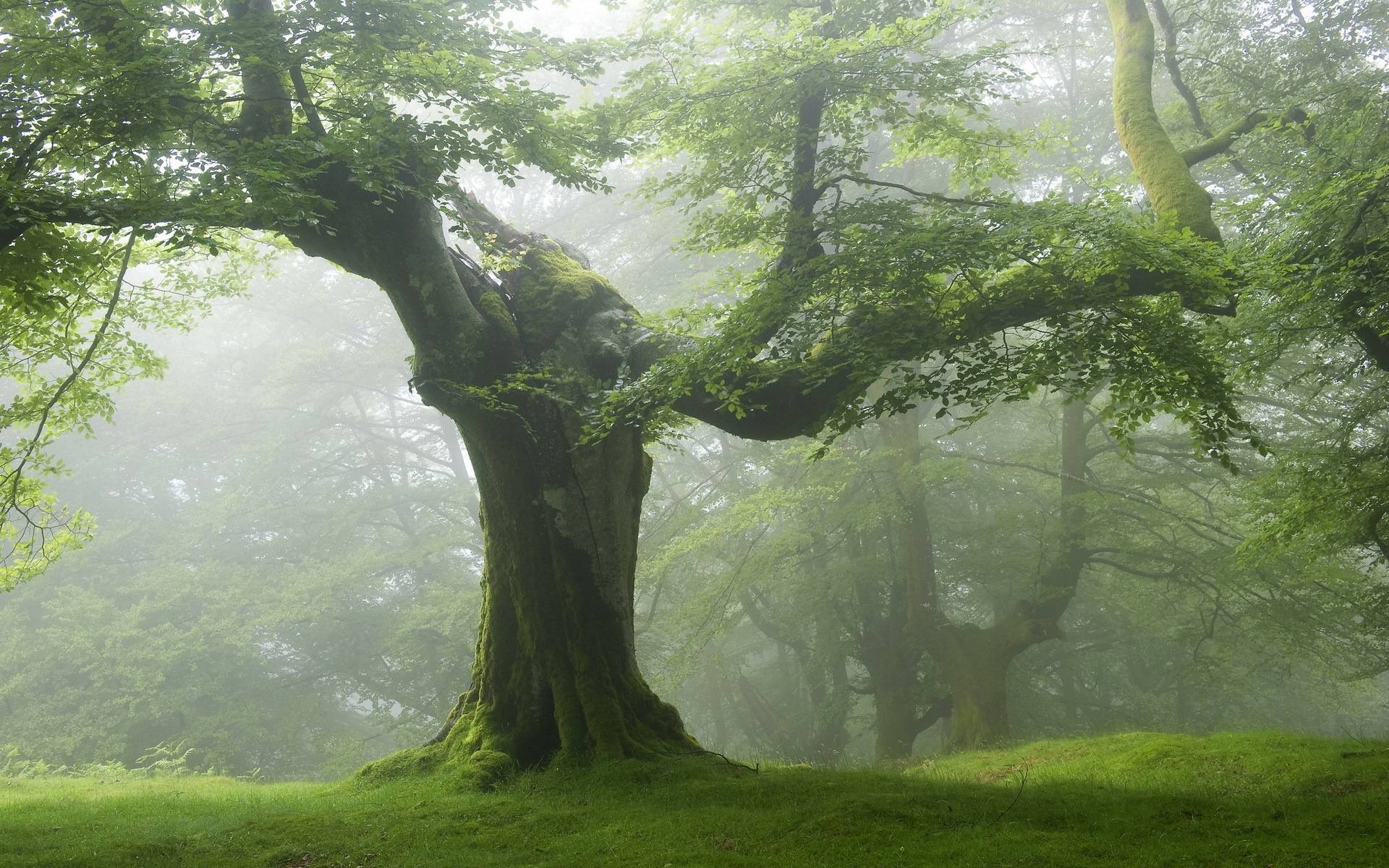 Old Tree Green Forest Nature Wallpaper