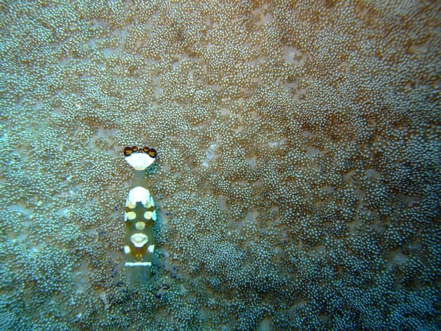 22 Free Underwater HD Wallpapers Scuba Diving Reviews Blog