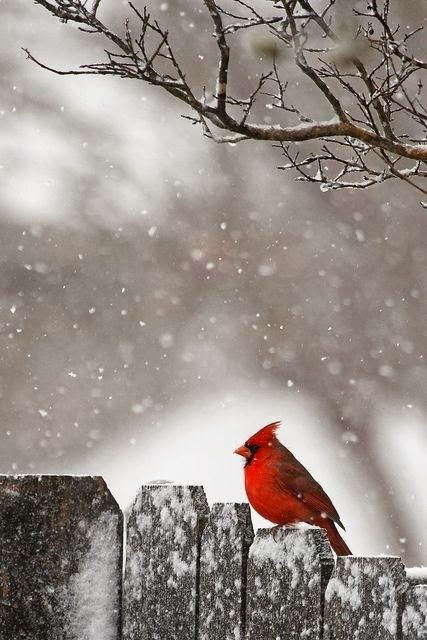 red bird in the snow red birds in the snow