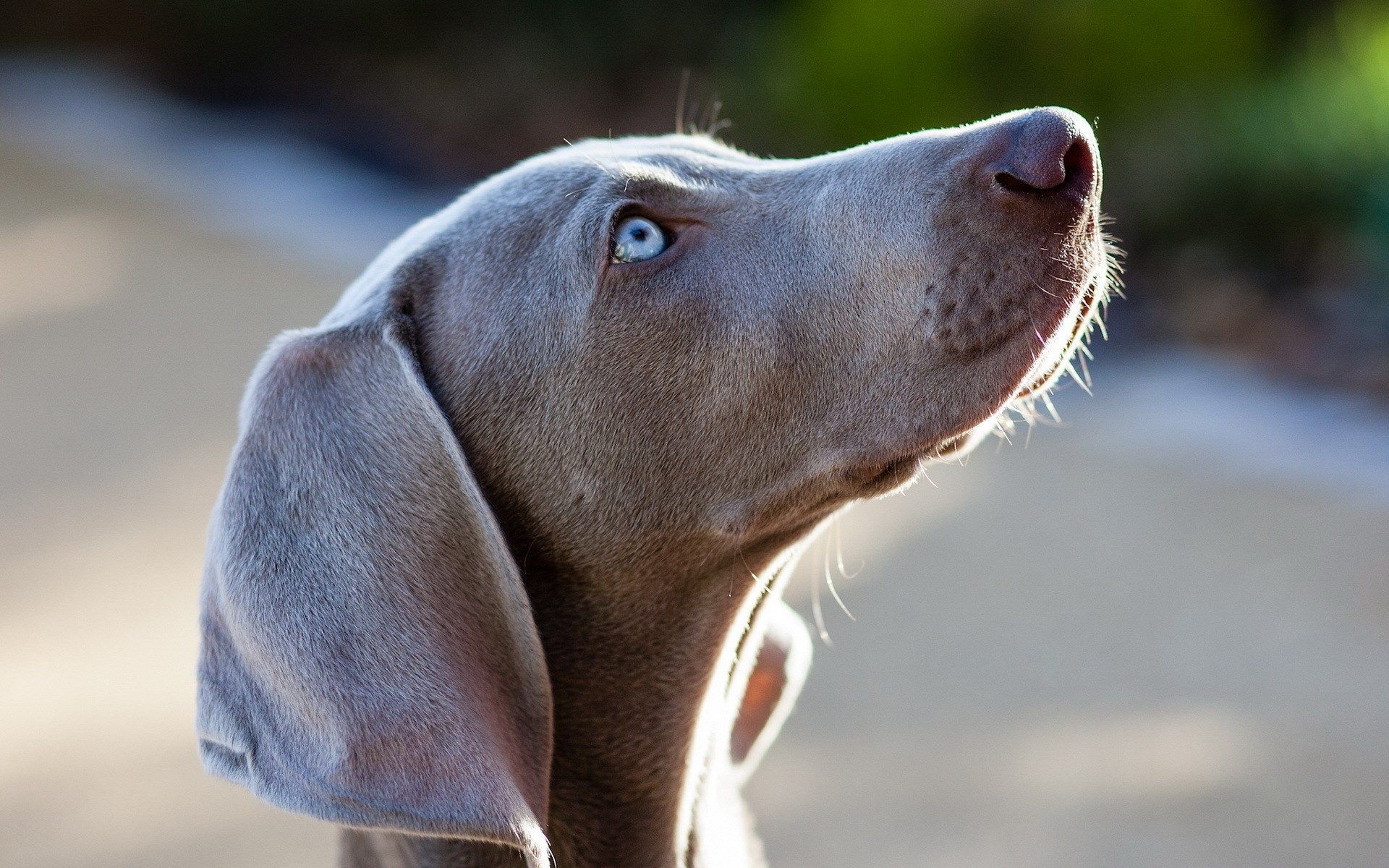 Dunstan Grant Weimaraner Wallpaper For Mac Computers