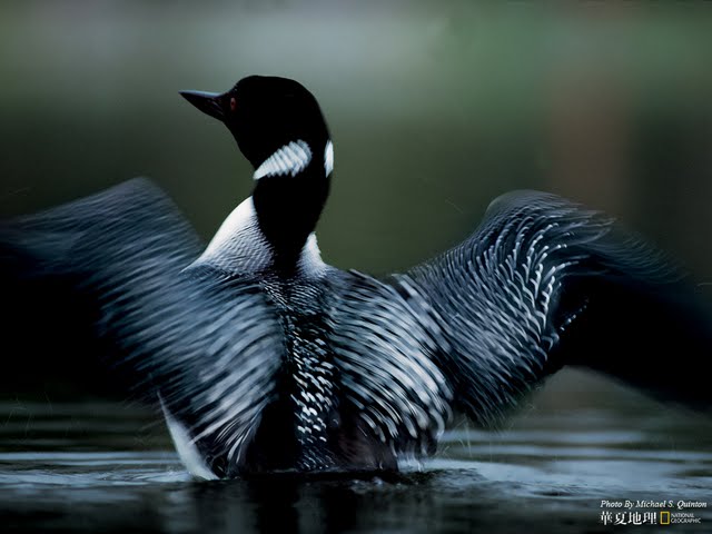 Mon Loon National Geographic Best Wild Animal Wllpapers Wallpaper