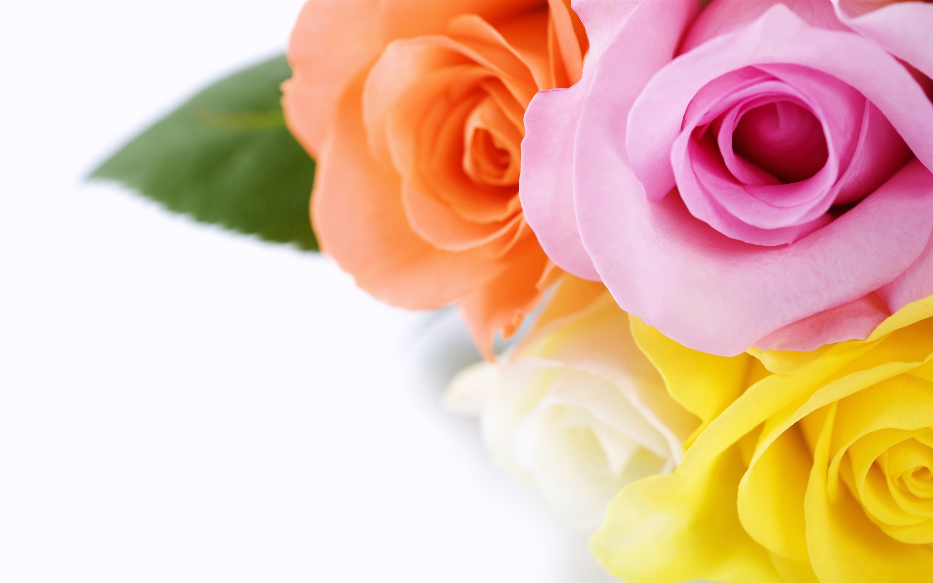 Beautiful Roses HD Wallpaper Walldu