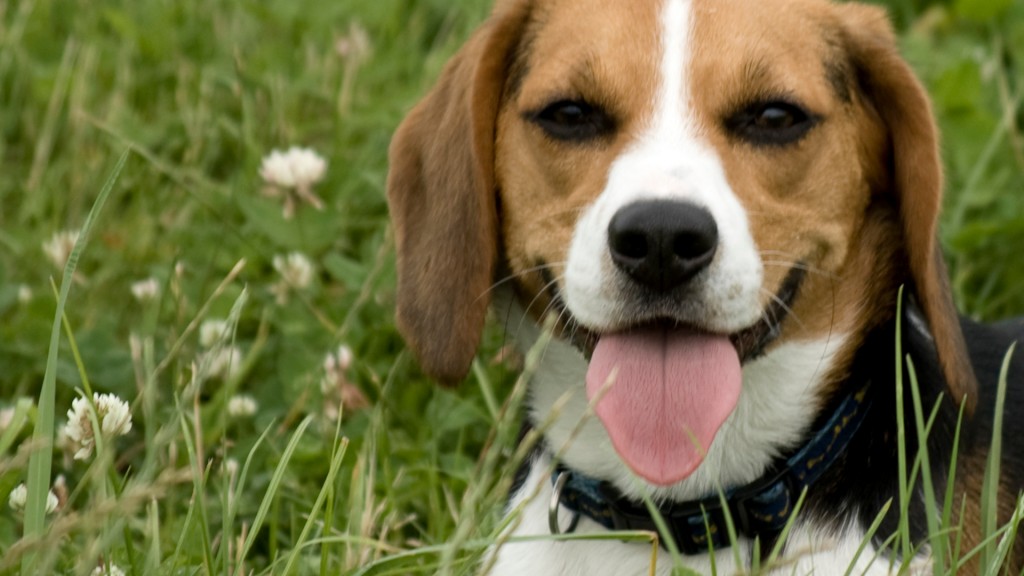 Beagle In Tall Grass Wallpaper For Your Desktop Pc Background Tablet