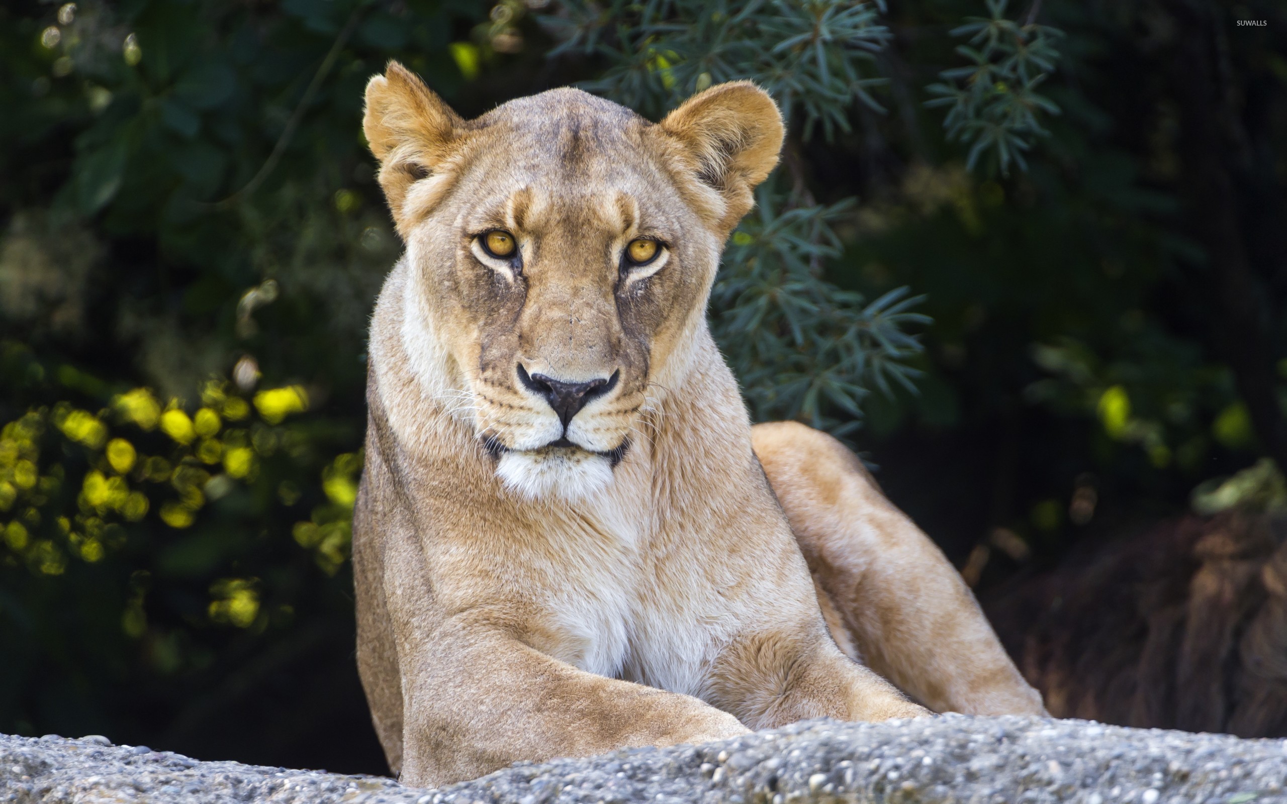 Lioness Wallpaper