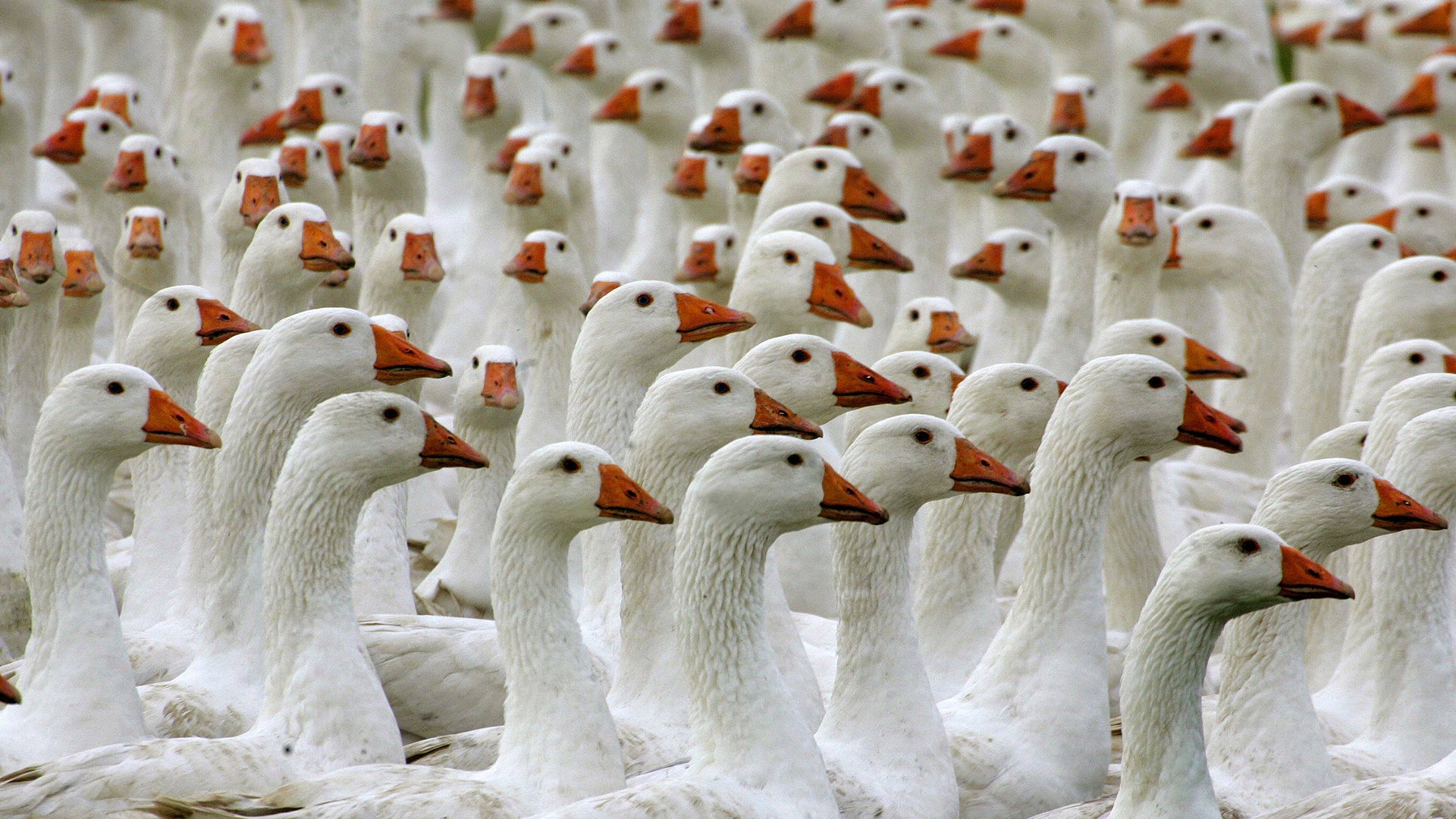 Goose Wallpaper
