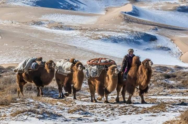 Patricia Mcclelland On Mongolia Wallpaper