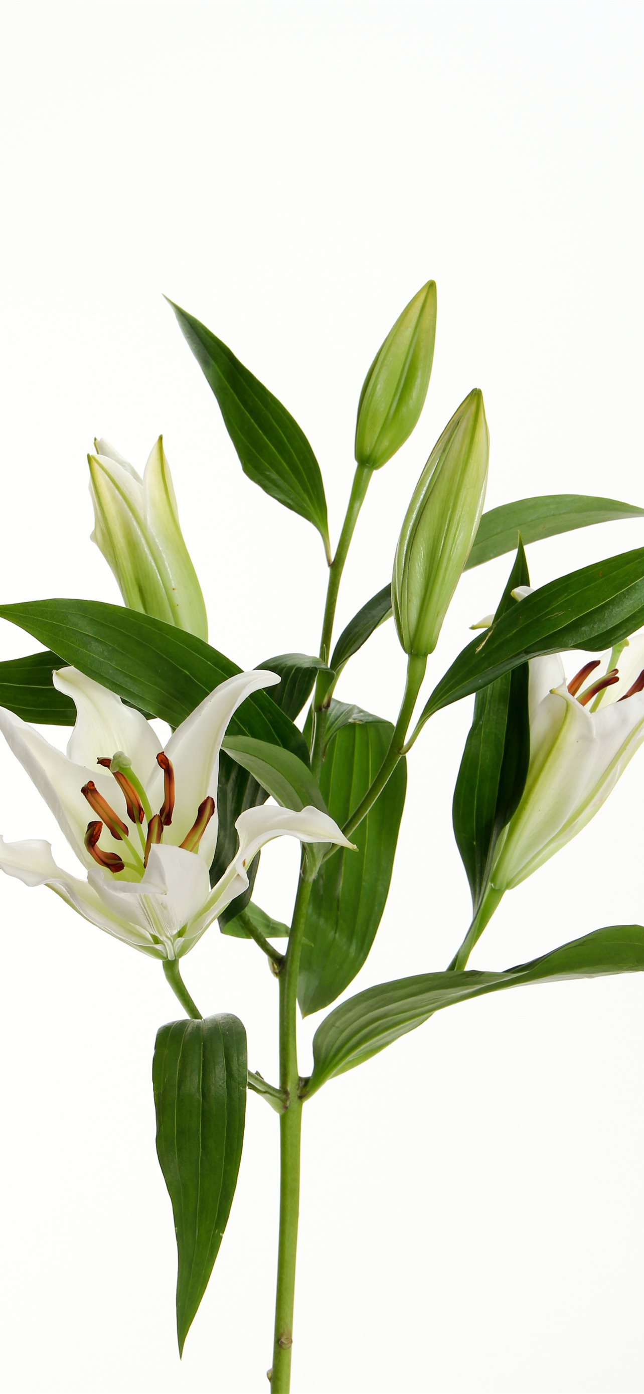 White Flowers iPhone Wallpaper