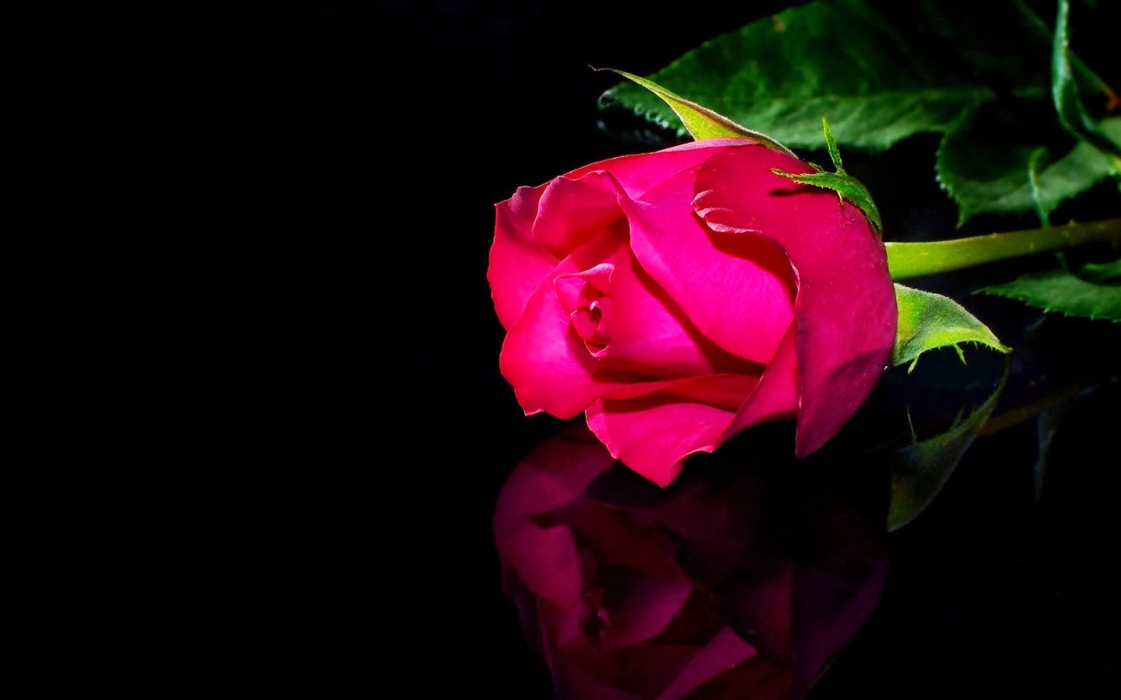 Red Rose Black Background Template Stock Image Jpg