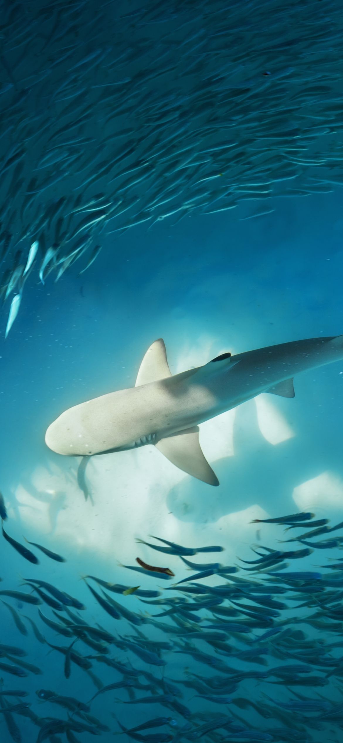 Shark Phone Wallpaper