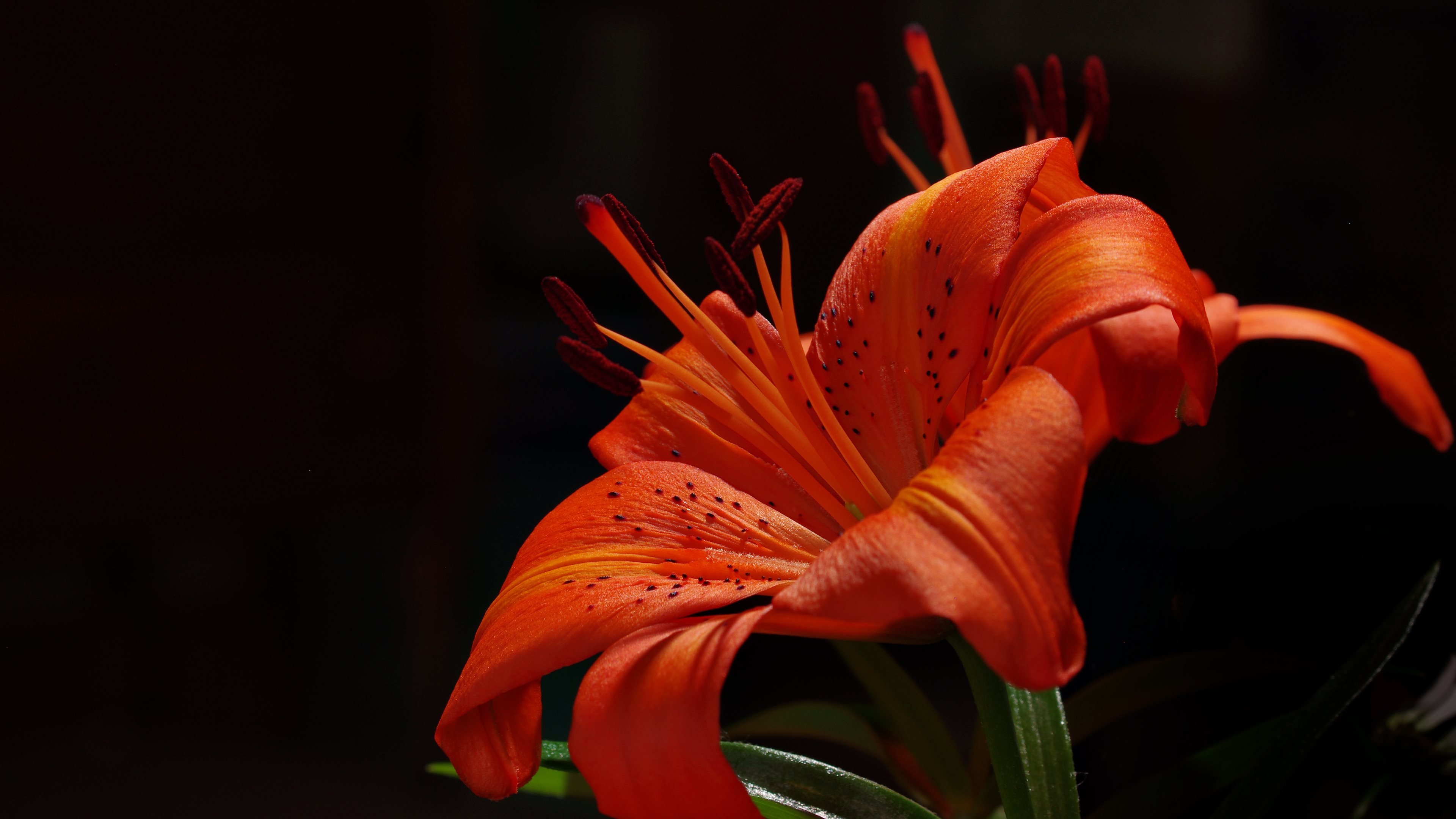 Flower 4k Ultra Fond D Cran HD Wallpaper
