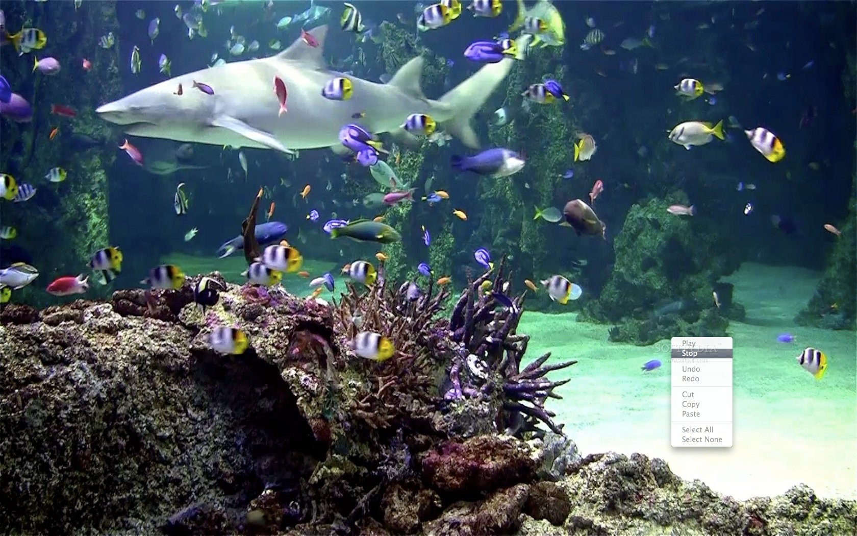 Live Fish Aquarium Screensaver