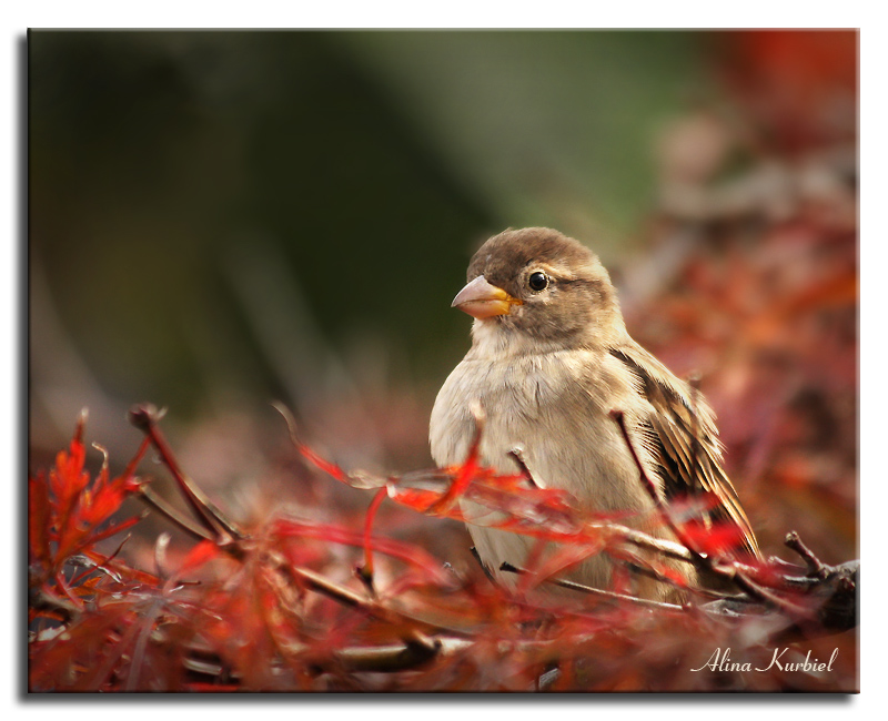 Sparrow In Red By Alinakurbiel