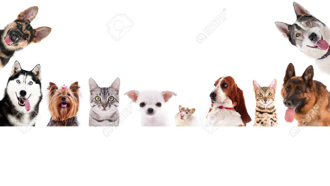 Row Of Different Pets On White Background Stock Photo Picture