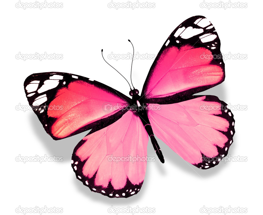 Pink Butterfly HD Wallpaper Pulse