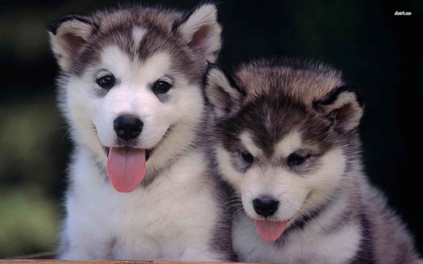 Husky Puppies Wallpaper Animal