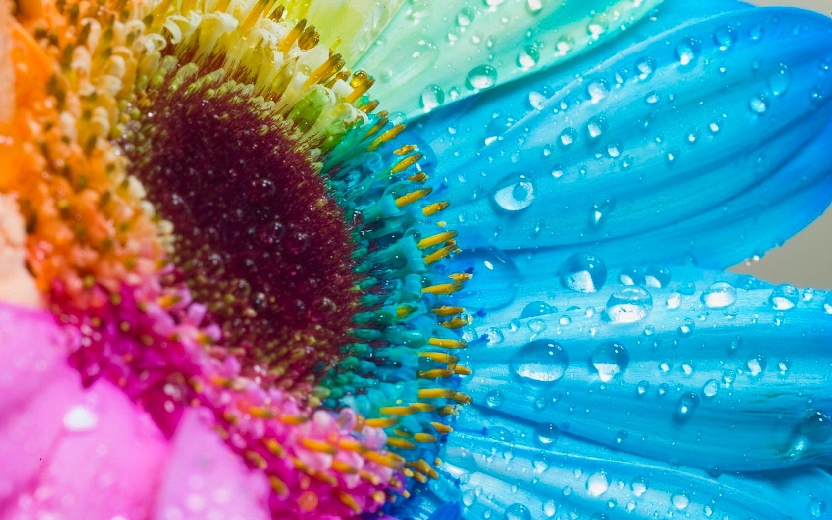 Beautiful Colorful Flower Wallpaper HD