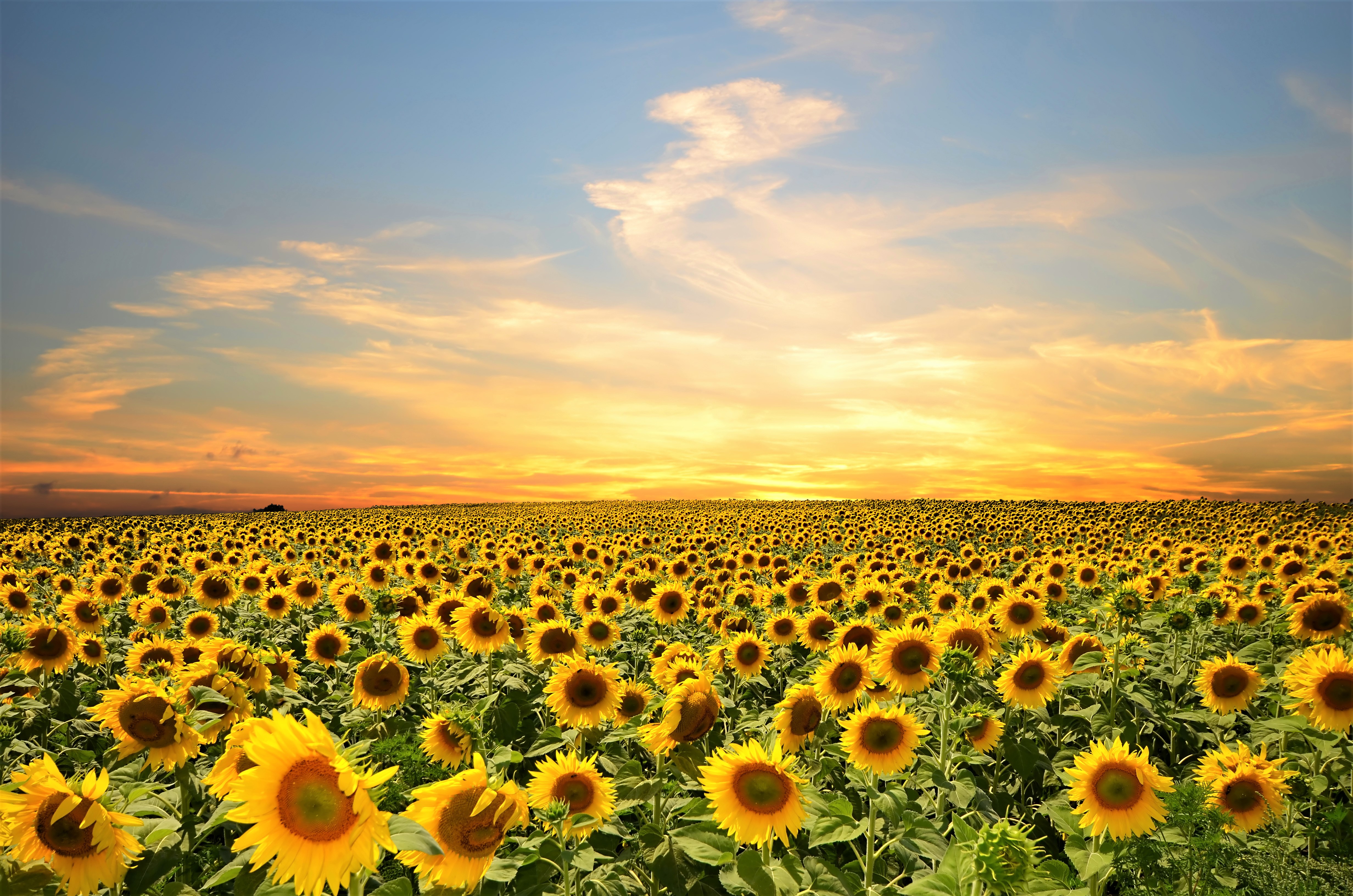 Sky Summer Yellow Flower Field Nature Sunflower 4k Ultra HD Wallpaper