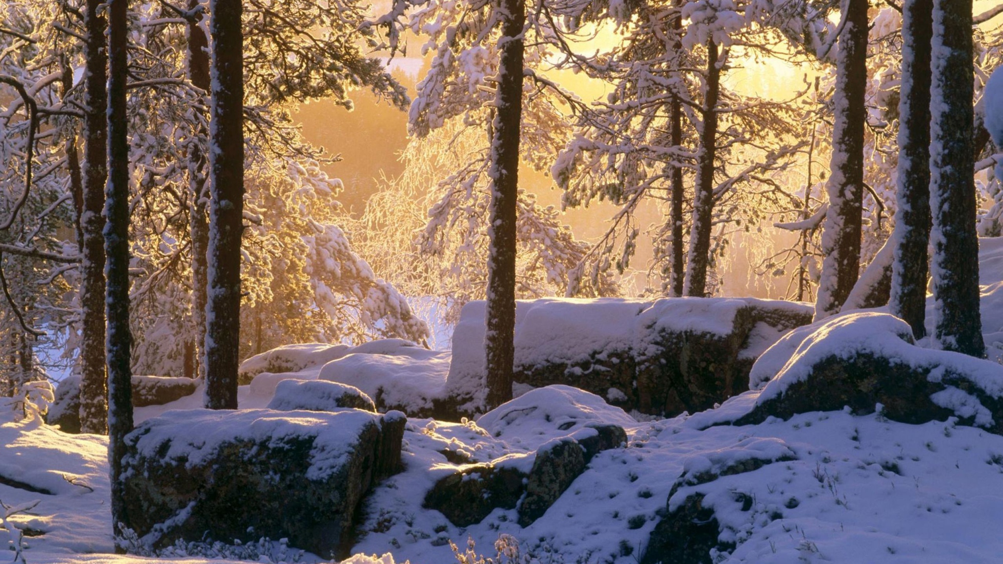 Winter Forest Wallpaper Image Photos Picture