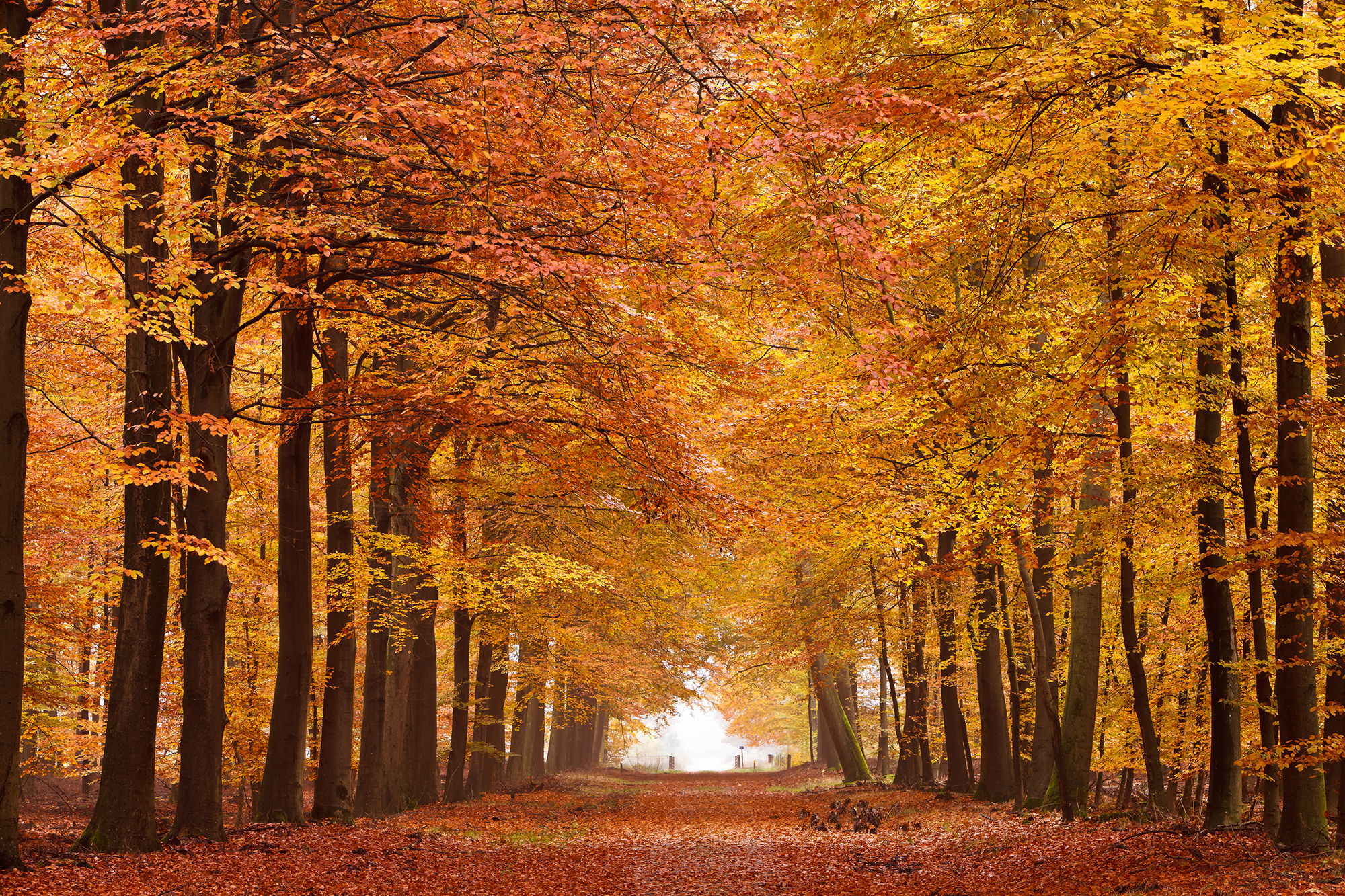 Autumn Forest Wallpaper Gallery Yopriceville High Quality