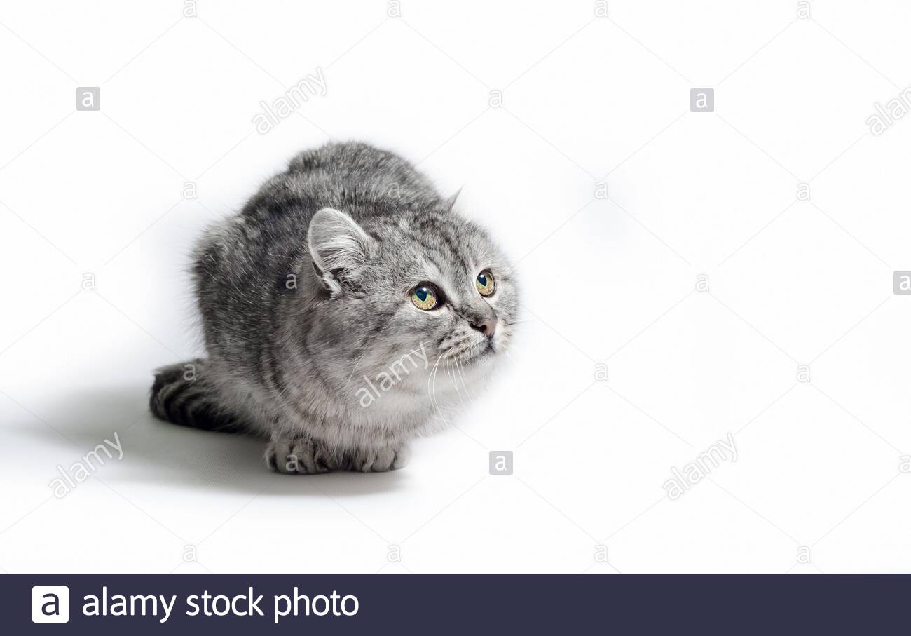 🔥 [46+] Lurking Background | WallpaperSafari