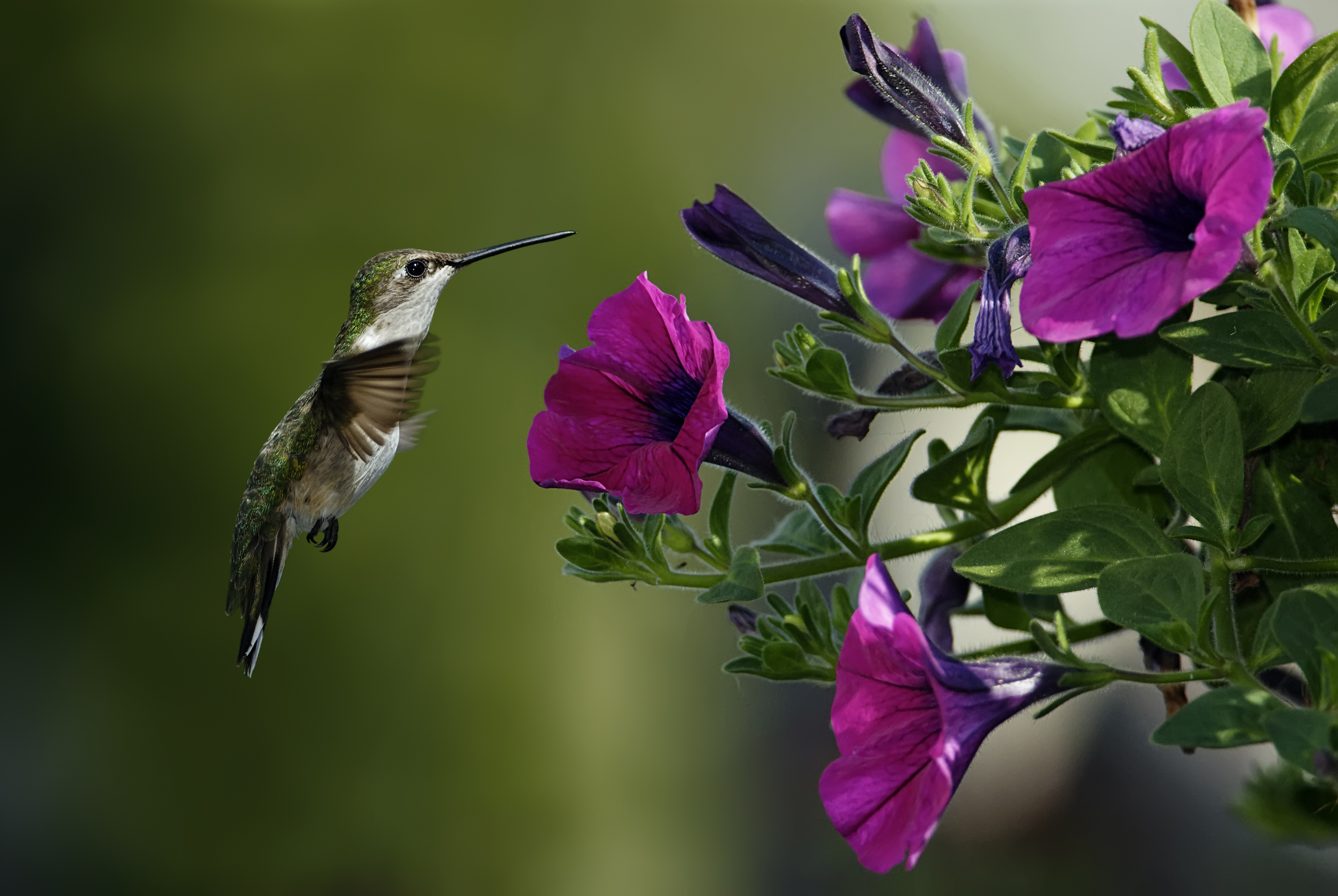 Animals Bird Hummingbirds Petunia Photo Macro