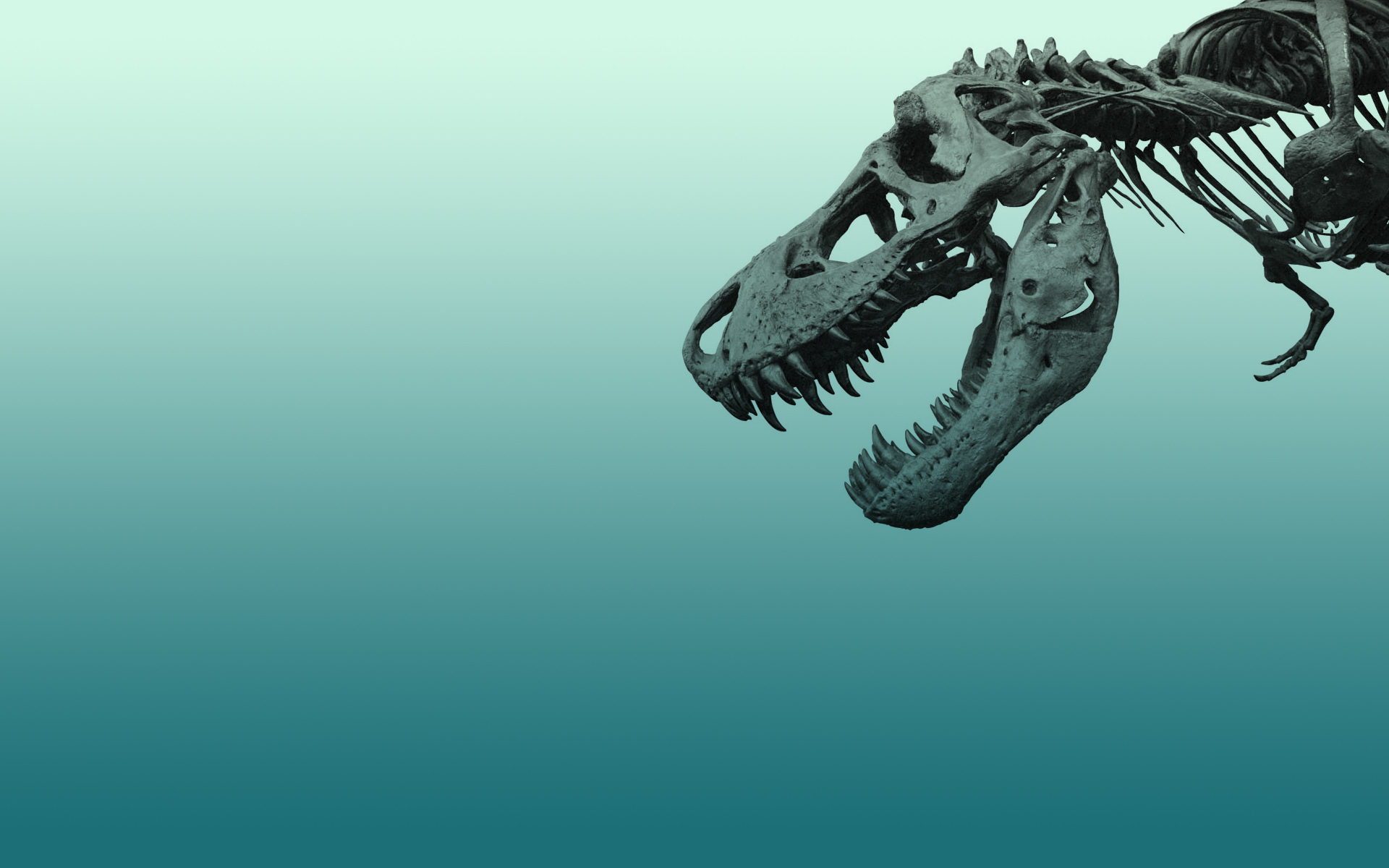 Dinosaur Wallpaper 2 T Rex Skeleton
