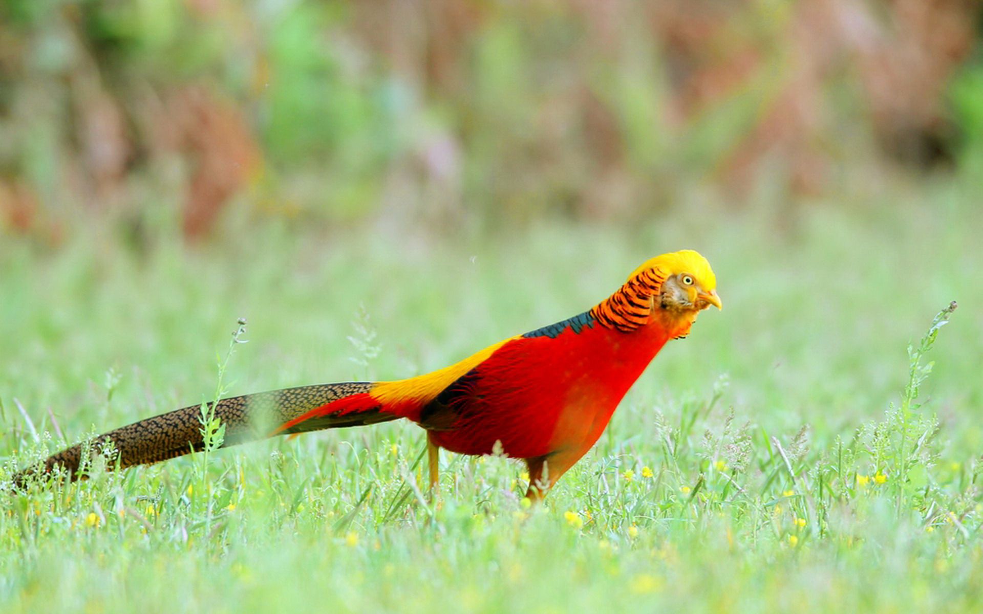 By Stephen Ments Off On Golden Pheasant HD