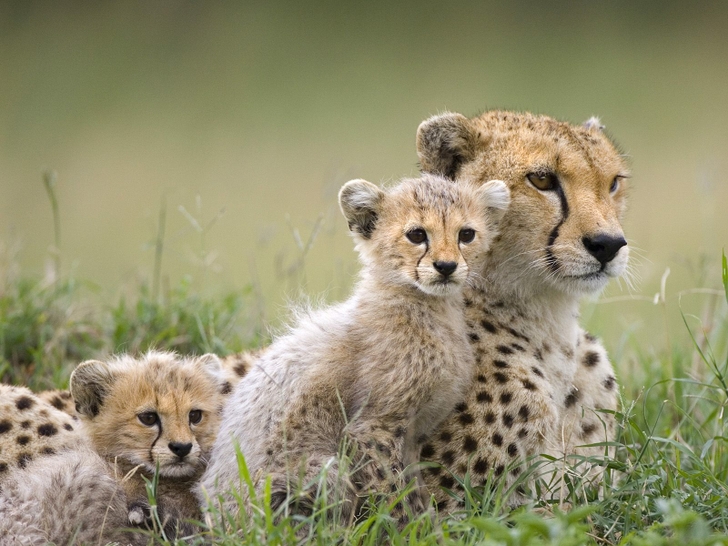 Animals Cheetahs Cubs Baby Wallpaper People HD