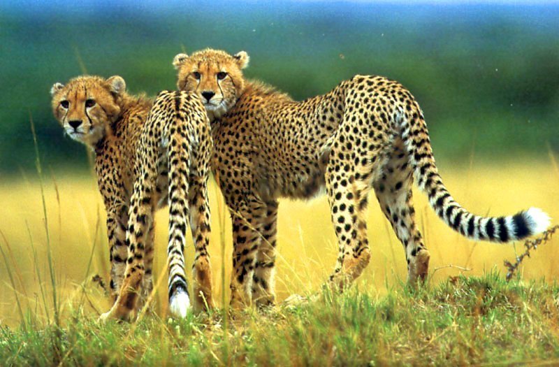 Cheetah Image Wallpaper Photos