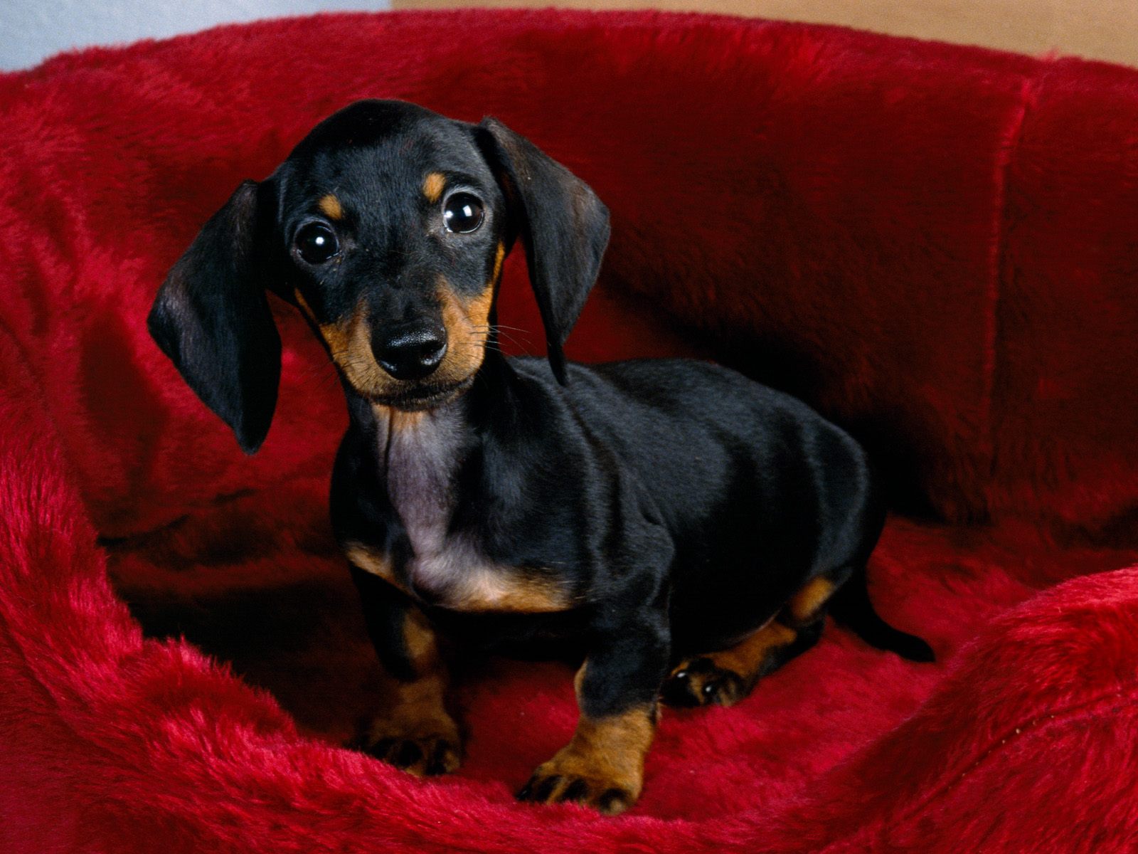 Background Dachshund Puppy Cool Background And Wallpaper