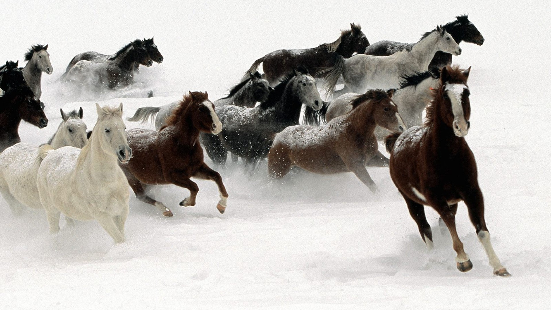 Horses In Snow Desktop Wallpaper