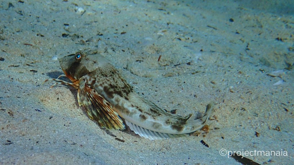 The Flying Walking Puzzling Gurnard Wallpaper