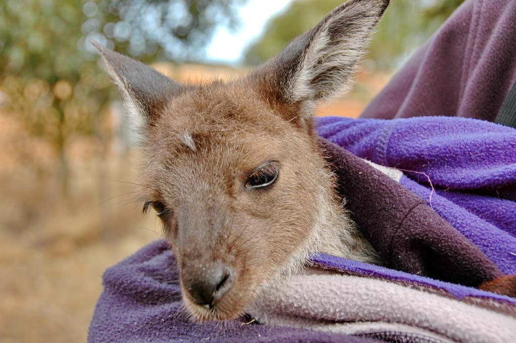 Baby Kangaroo Pictures HD Wallpaper And