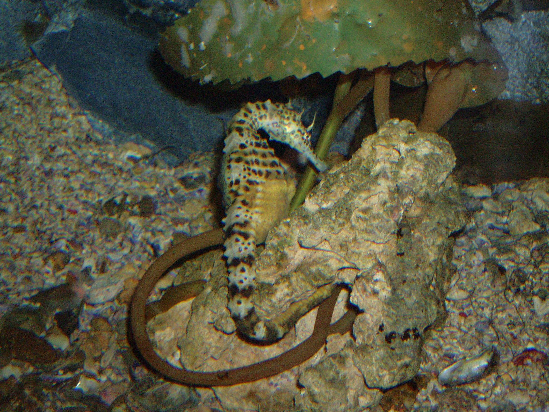 Hippocampus Kuda Tropical Fish Underwater Sea Life Wallpaper